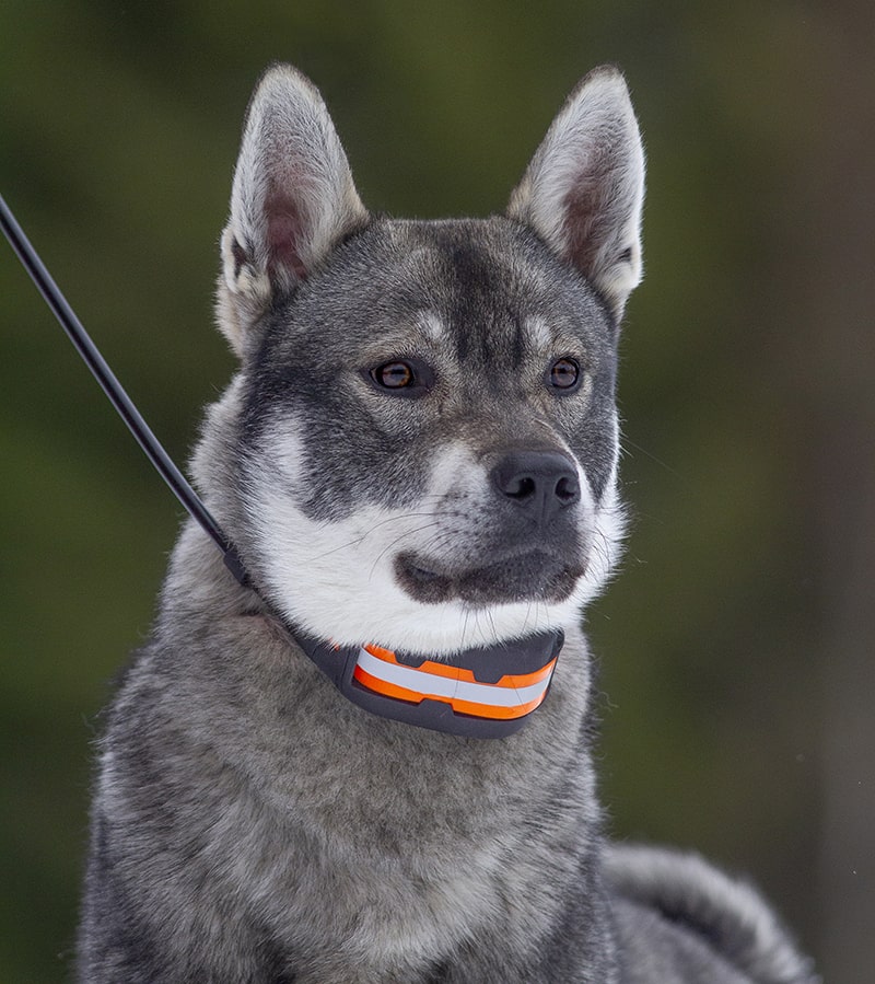 Artemis Antenn 4G LTE