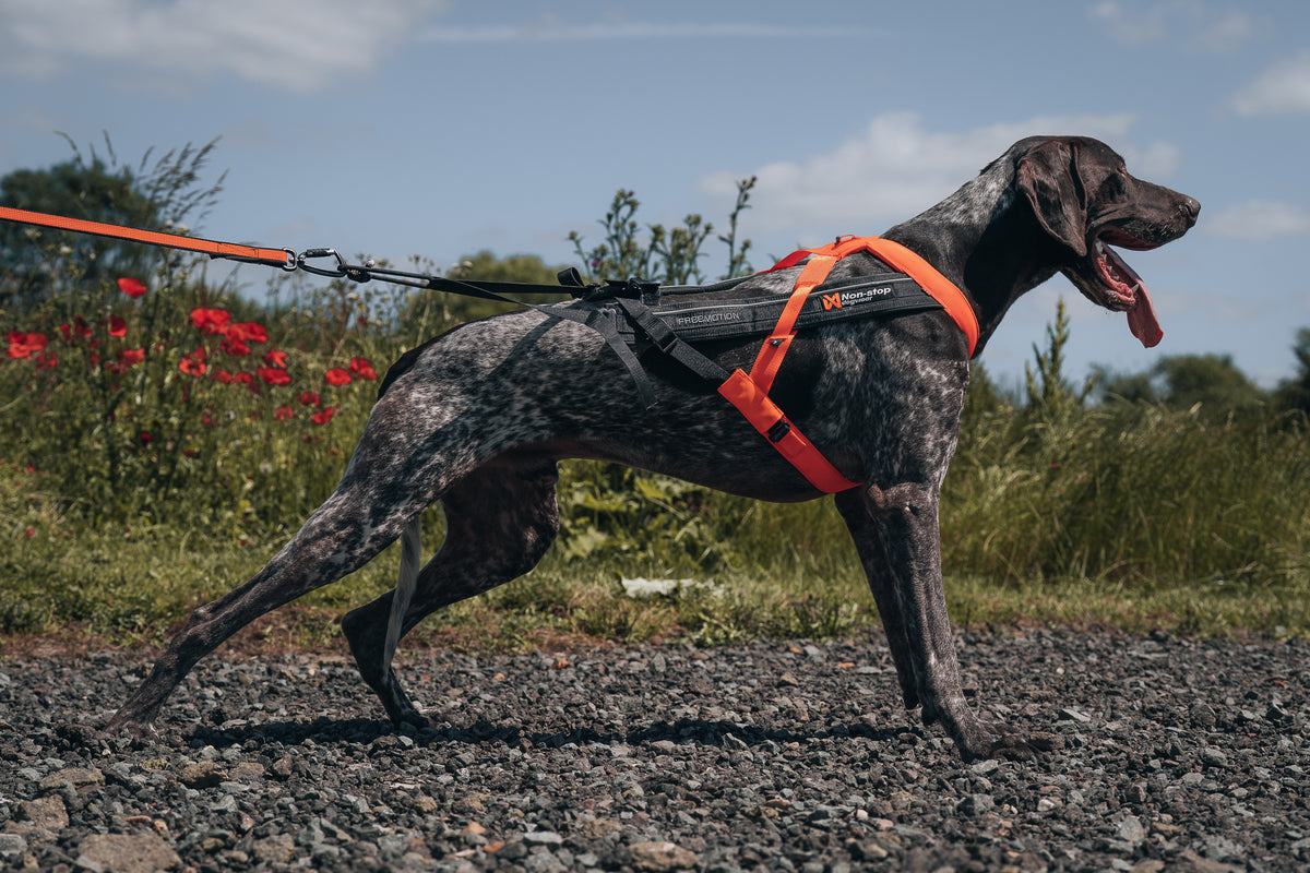 Non-stop dogwear Freemotion Harness 5.0 – Black/Orange