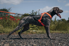 Non-stop dogwear Freemotion Harness 5.0 – Black/Orange