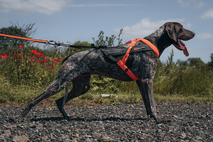 Non-stop dogwear Freemotion Harness 5.0 – Black/Orange