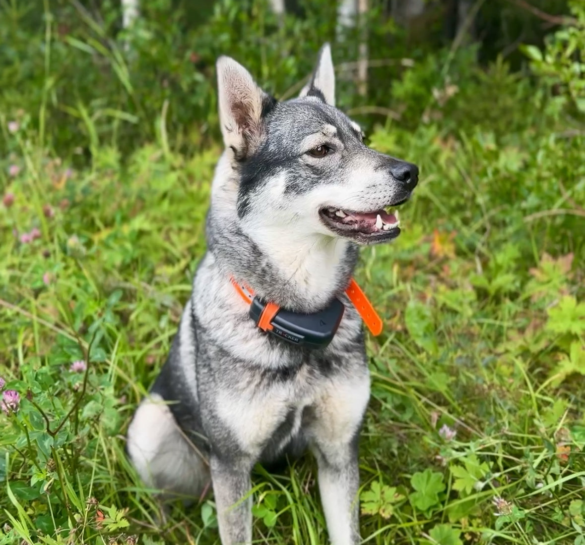 Tracker Luna - Inbyteskampanj